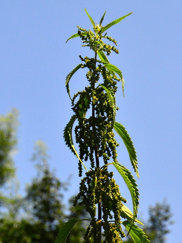 Kopriva - Urtica dioica