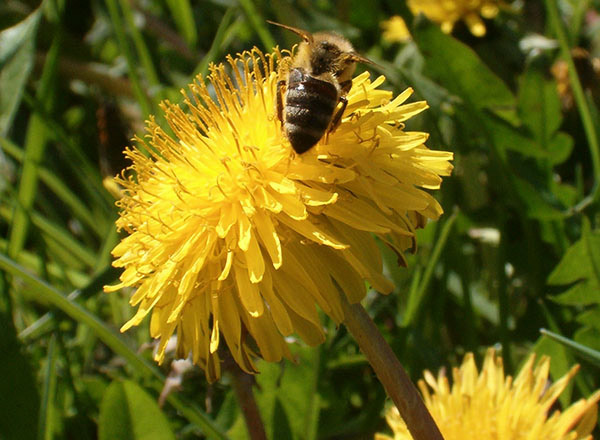 Pčela na maslacku