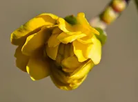 Biljka iz porodice ruža (lat. Rosa)