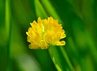 Žuta lucerka višegodišnja je biljka iz porodice mahunarki (Fabaceae) koja može živeti više od 40 godina.