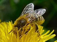 Maslačak (lat. Taraxacum) je rod biljaka iz porodice glavočika (Asteraceae). Maslačak obuhvata višegodišnje zeljaste biljke sa žutim cvetnim glavicama složenim iz velikog broja cevastih i jezičastih cvetova.