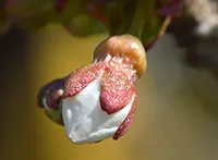 Višnja (Prunus cerasus) vrsta je drvenaste skrivenosemenice, i naziv za njene plodove (koji se koriste u ljudskoj ishrani kao voće). Pripada familiji Rosaceae, rodu Prunus (kao i badem, breskva, šljiva, kajsija), a podrodu Cerasus. Prirodni areal rasprostranjenja obuhvata veći deo Evrope i jugozapadnu Aziju.