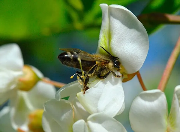 Pčela na bagremu