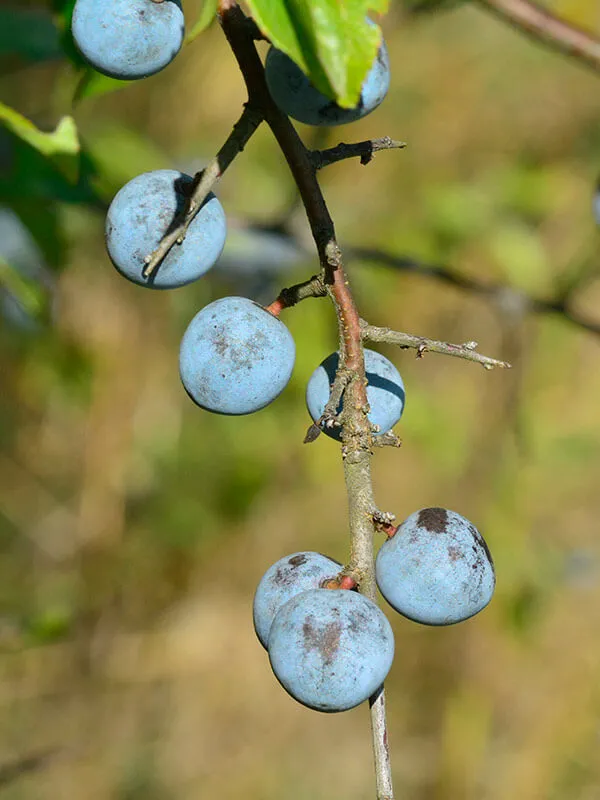 Plod trnjine
