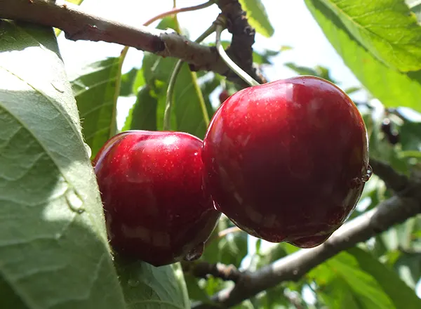 Seoska hrana kao lek