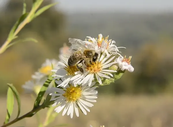 Aster kasna livadska paša