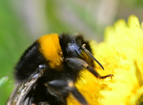  Matica bumbara izašla iz zimskog sna