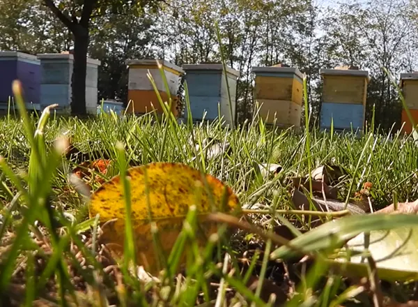 Jesen na pčelinjaku