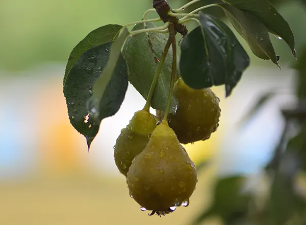 Kruška 