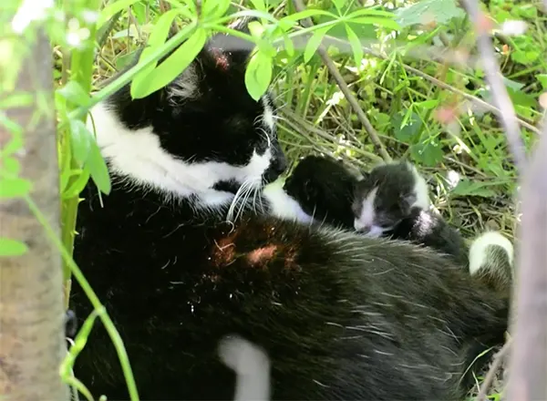 Maj - Mesec u kojem se život radja