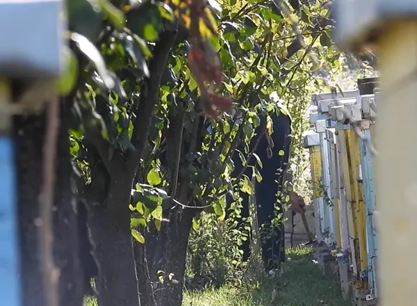 Načukavanje leta na košnicama