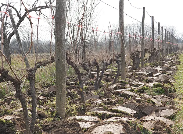 Prekopan vinograd 