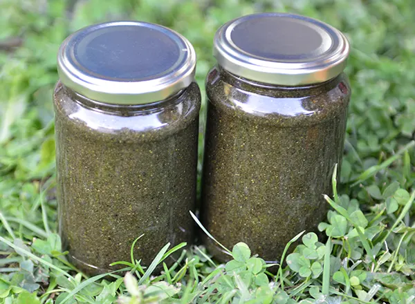 Seme koprive u travi