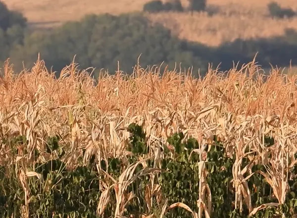 Suša je obrala kukuruze