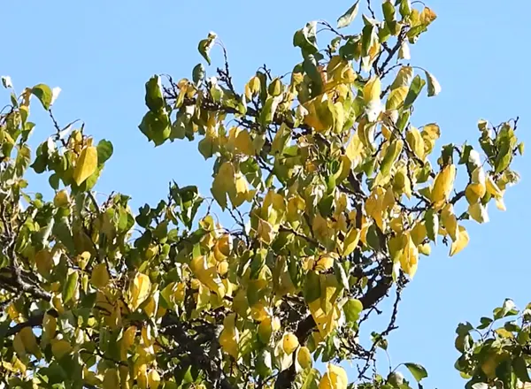 Tople boje žutog septembra