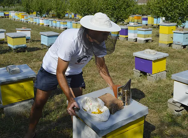 Ubacivanje matičnjaka  