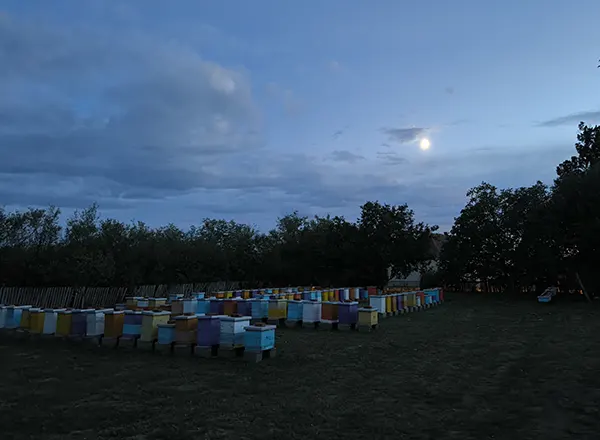 Pčelinjak u Avgustu