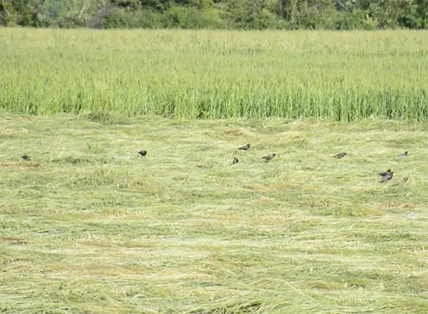 Jato čvoraka na livadi