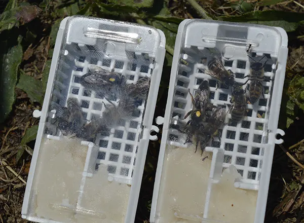 kavezi za matičnjake 