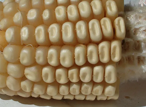 Seoska hrana kao lek