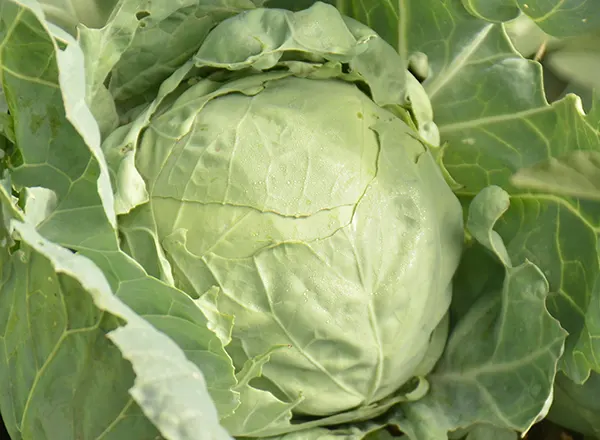 Seoska hrana kao lek