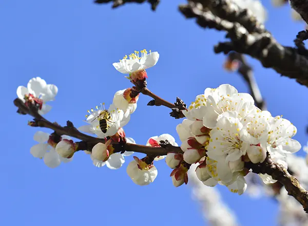 Oprašivanje kajsije 