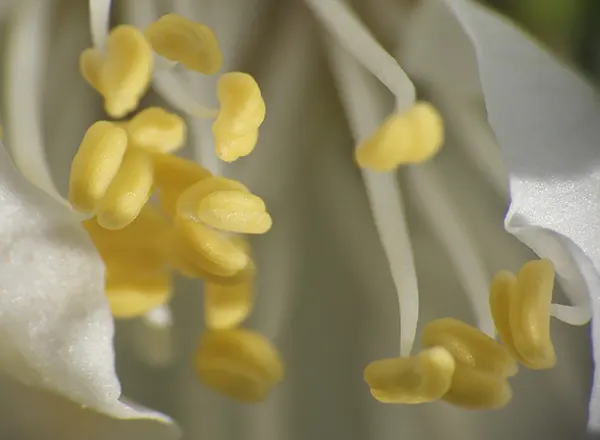 prašnici sa polenom kajsije 