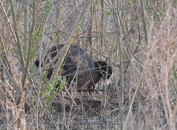 Ptica liska gradi gnezdo