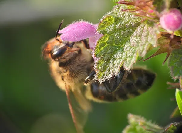pčela na mrtvoj koprivi 