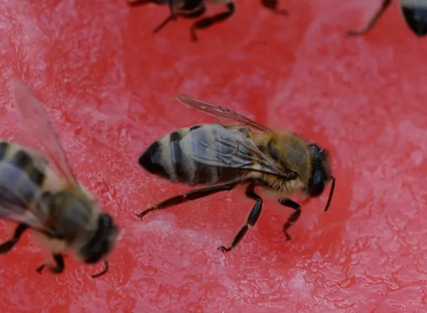 Pčele se hrane korom lubenice