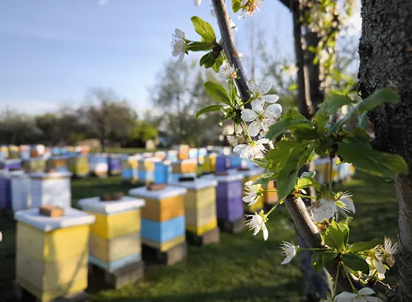 Stanje na pčelinjaku u aprilu 