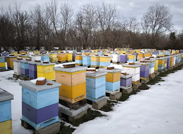 Decembar  - sumiranje pčelarske godine