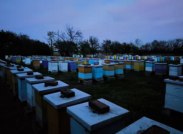 Pčelinjak u novembru