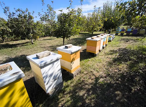 Septembar na pcelinjak