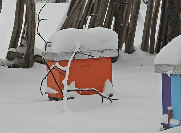 Oboreno sitno granje od snega 