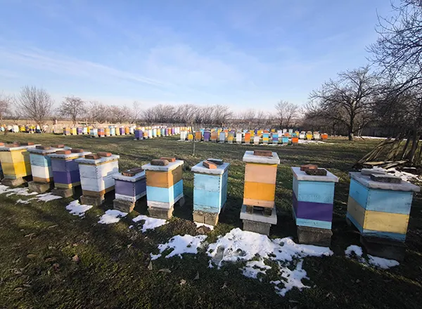 Stanje na pčelinjaku 