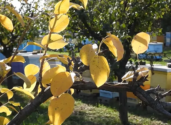 Žuta jesen na pčelinjaku