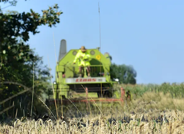  Žetva u blizini košnica 