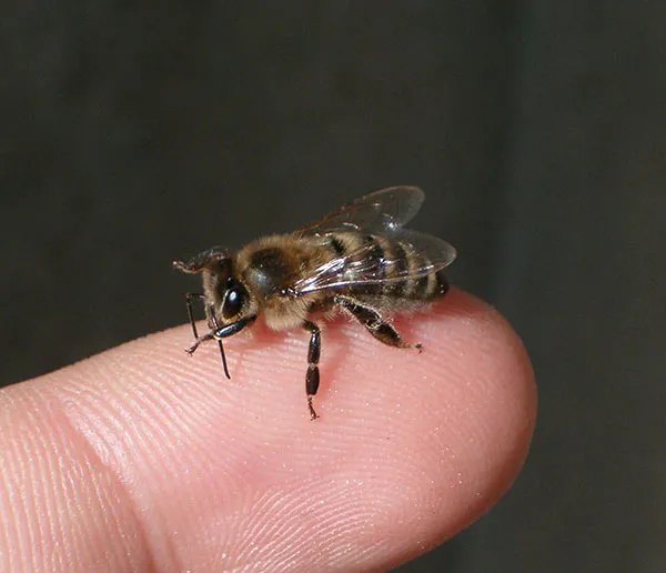 Pčela na prstu