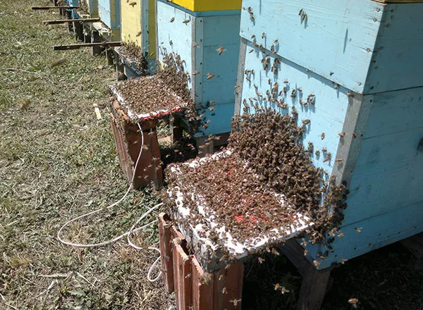 Skupljač pčelinjeg otrova - na košnici