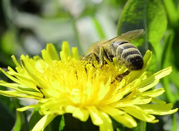 April - Sakupljanje maslačkovog polena
