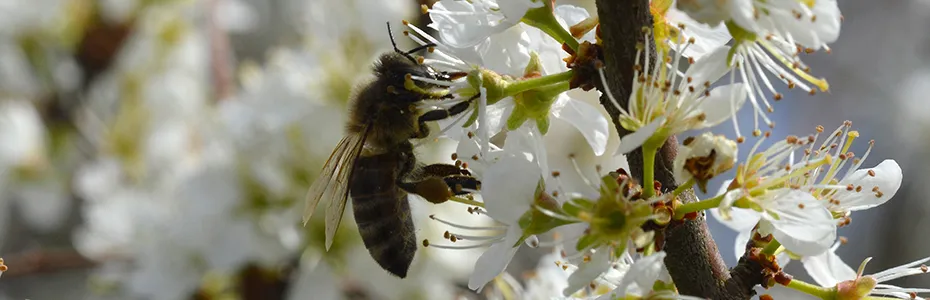 Pčela na cvetu trnjine