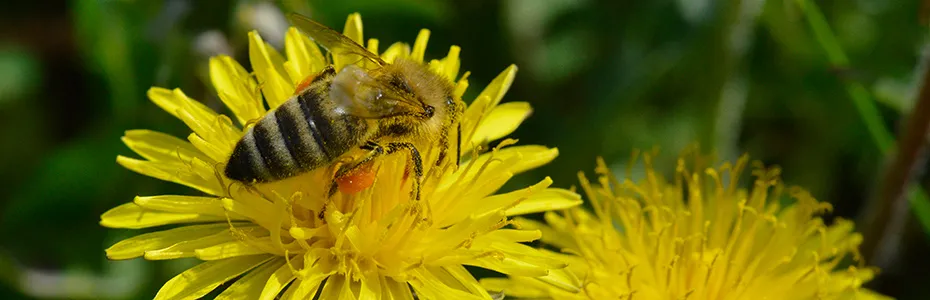 Pčela na bagremu - Robinia Pseudoaccacia