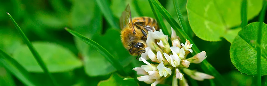 Pčela na beloj detelini