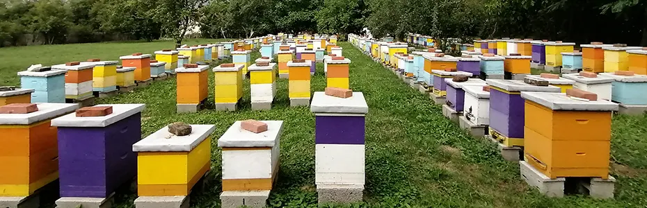 Nas pčelinjak - Naš mali raj na zemlji