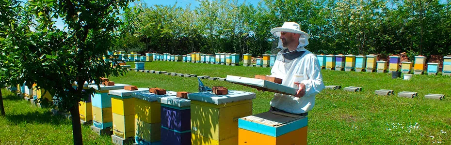 Cvetanje bagrema na pčelinjaku