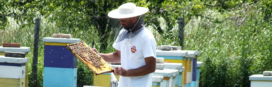 pčelar vrši pregled košnice