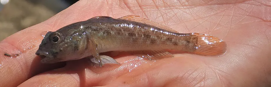Ribica