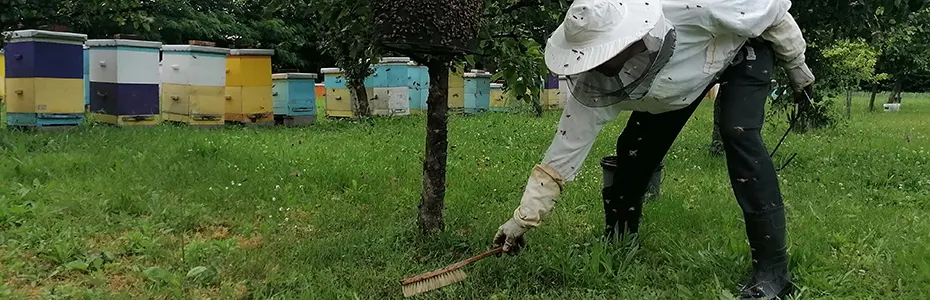 cetkanje palih pcela u travi