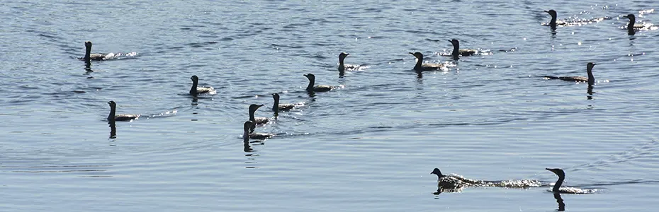 Veliki kormoran